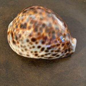 Tiger Cowrie Seashell